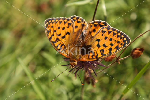 Grote parelmoervlinder (Argynnis aglaja)