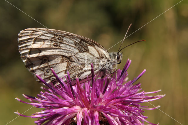 Dambordje (Melanargia galathea)