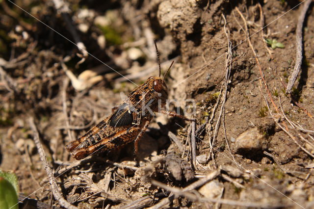 Italian Locust (Calliptamus italicus)