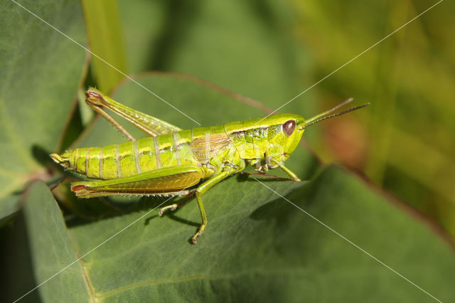 Small Gold Grasshopper (Euthystira brachyptera