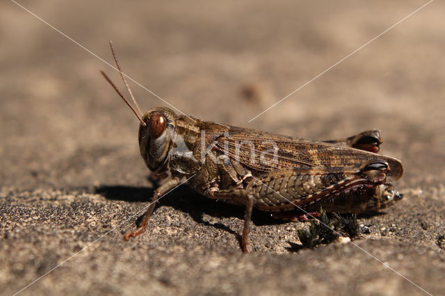 Italian Locust (Calliptamus italicus)