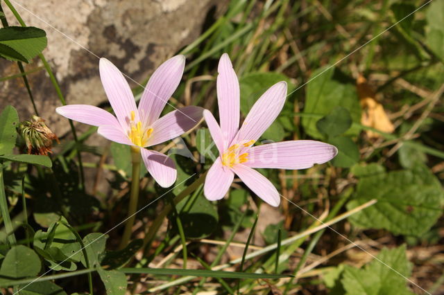 Wilde herfsttijloos (Colchicum autumnale)