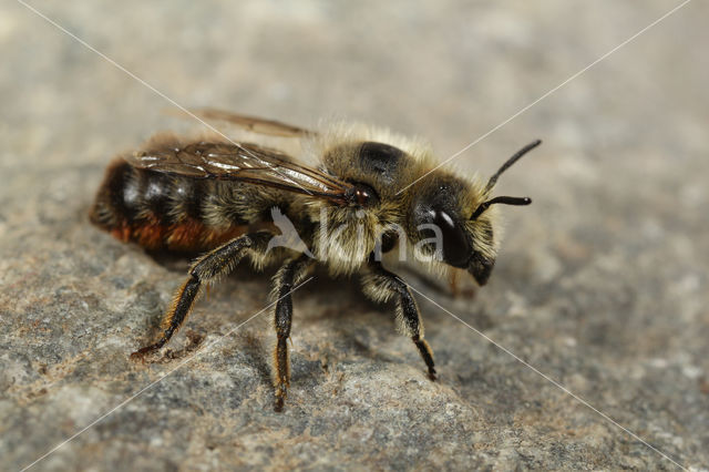 Rotsmetselbij (Osmia villosa)