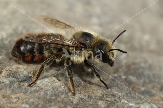 Rotsmetselbij (Osmia villosa)