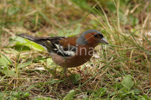 Chaffinch (Fringilla coelebs)