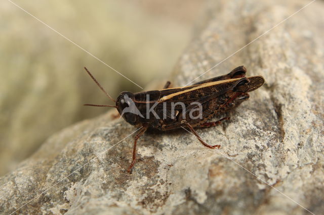 Italian Locust (Calliptamus italicus)