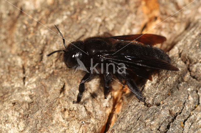 Blauwzwarte Houtbij (Xylocopa violacea)