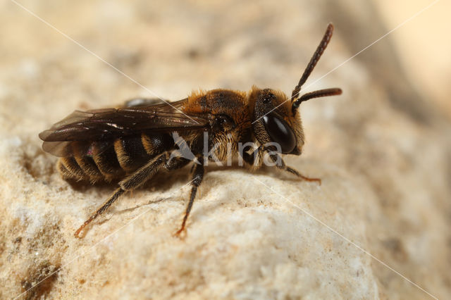 Andrena colletiformis