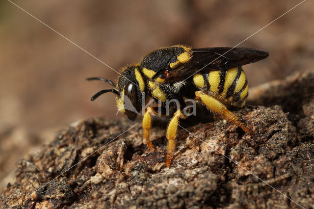 Kleine harsbij (Anthidiellum strigatum luteum)