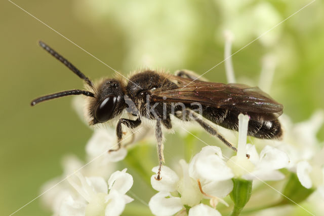 Halfgladde dwergzandbij (Andrena semilaevis)