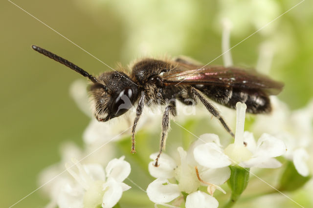 Halfgladde dwergzandbij (Andrena semilaevis)