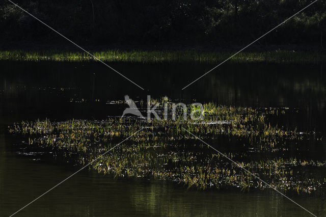 Watersoldier (Stratiotes aloides)