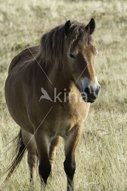 Exmoorpony