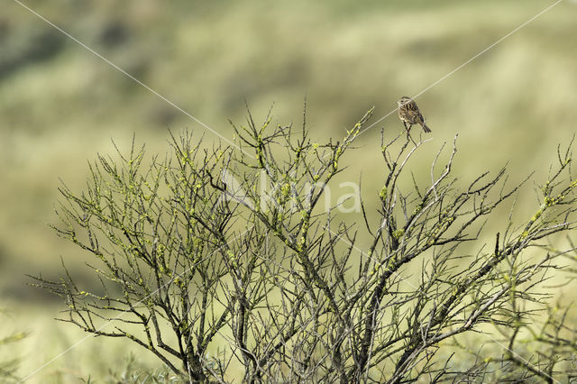 Whinchat (Saxicola rubetra)