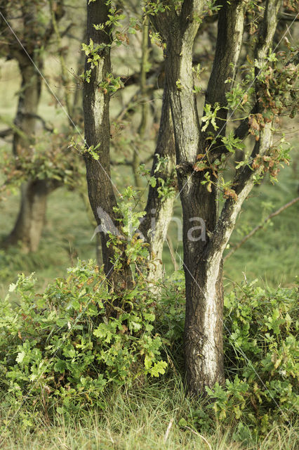 Zomereik (Quercus robur)