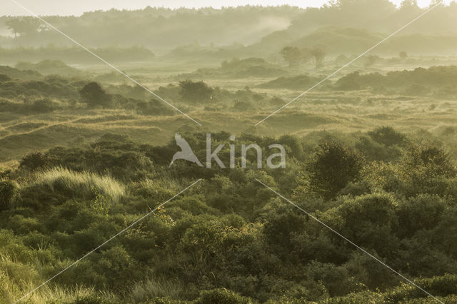 Hawthorn (Crataegus)