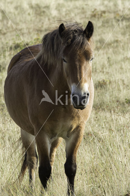 Exmoorpony