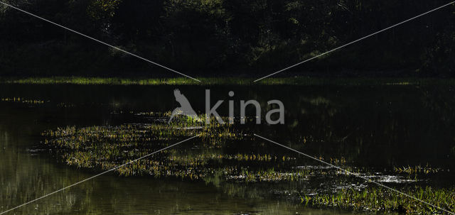 Watersoldier (Stratiotes aloides)