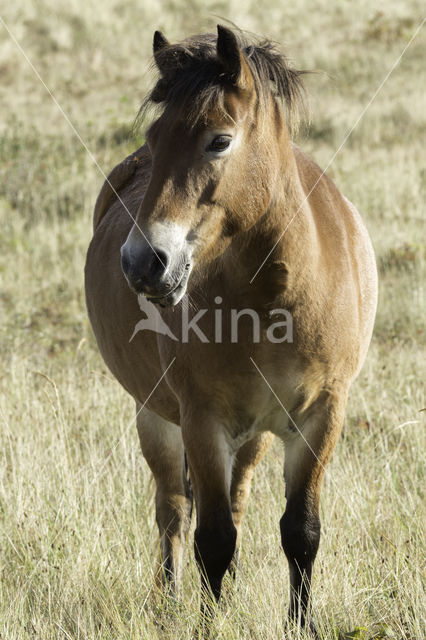 Exmoorpony