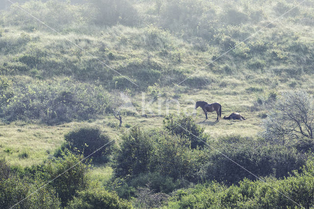 Exmoorpony