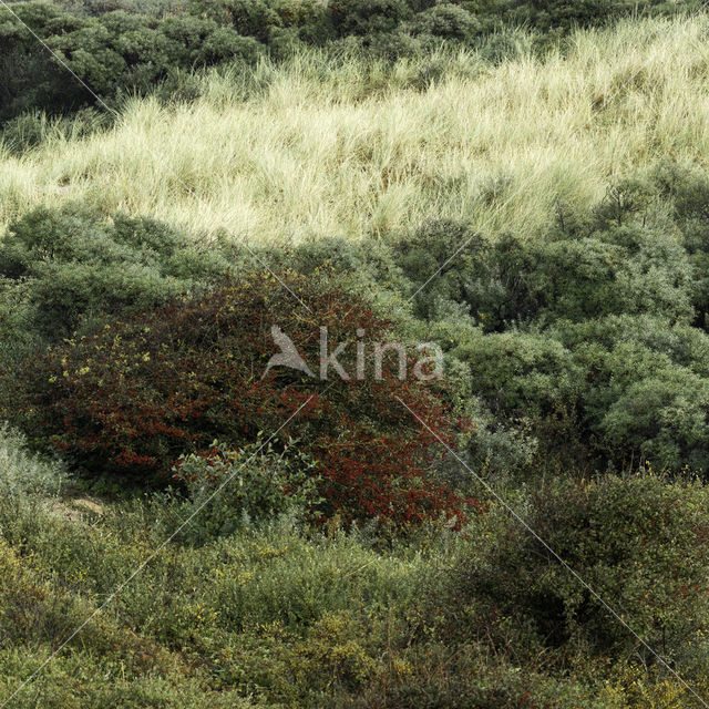 Hawthorn (Crataegus)