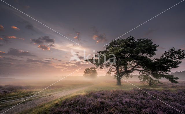 Hoorneboegse Heide