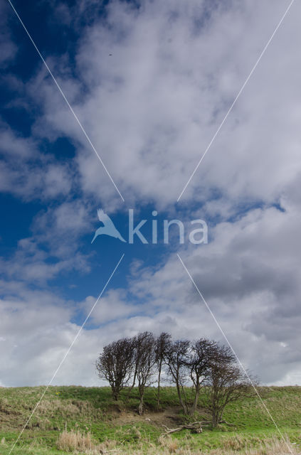 altocumulus undulatus