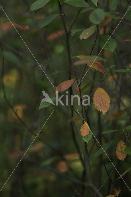 Juneberry (Amelanchier spec.)