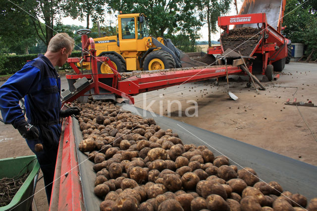 Potato (Solanum tuberosum)