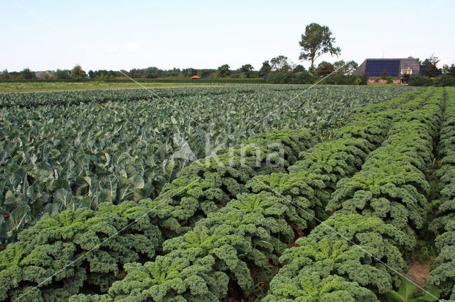 Wild Cabbage (Brassica oleracea)