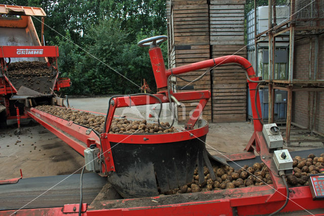 Potato (Solanum tuberosum)