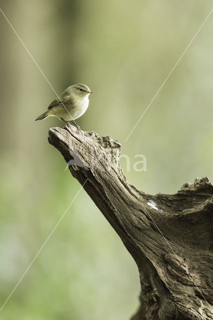 Tjiftjaf (Phylloscopus collybita)