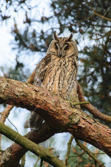 Long-eared Owl (Asio otus)