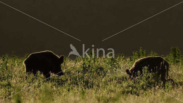 Wild Boar (Sus scrofa)