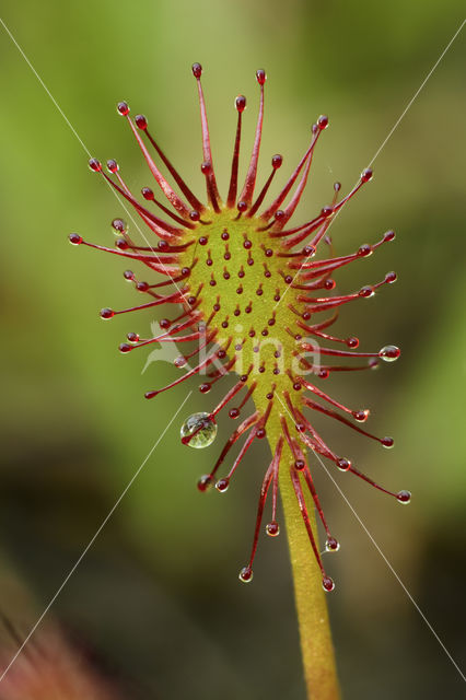 Kleine zonnedauw (Drosera intermedia)