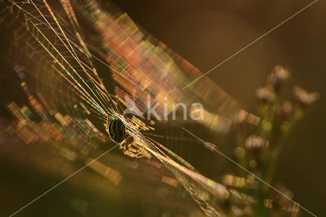 Kruisspin (Araneus diadematus)