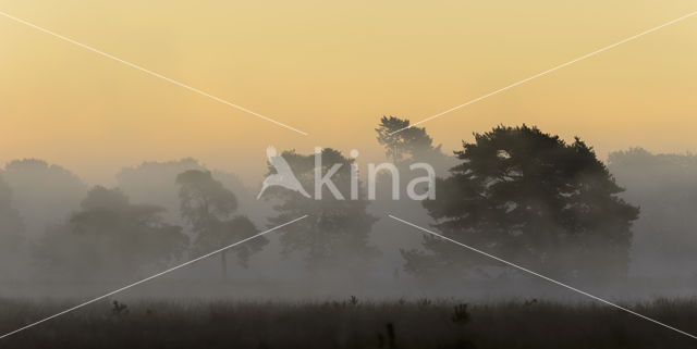 Grove den (Pinus sylvestris)