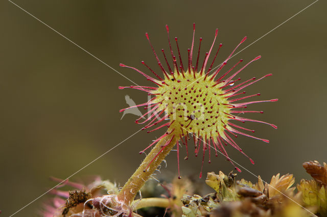 Round-leaved Sundew (Drosera rotundifolia)