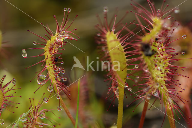 Great Sundew (Drosera longifolia)