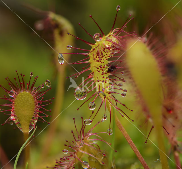 Great Sundew (Drosera longifolia)