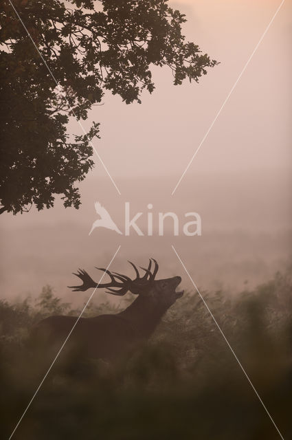 Red Deer (Cervus elaphus)