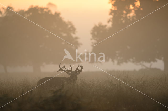 Red Deer (Cervus elaphus)