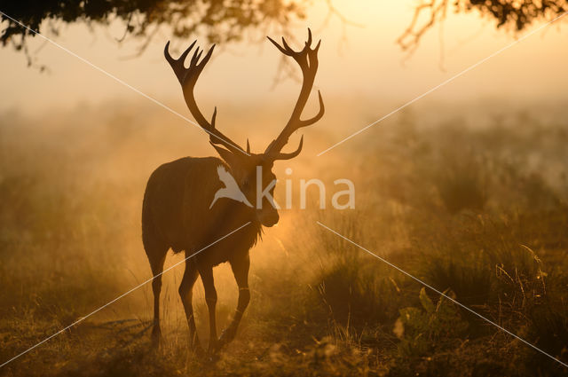 Red Deer (Cervus elaphus)