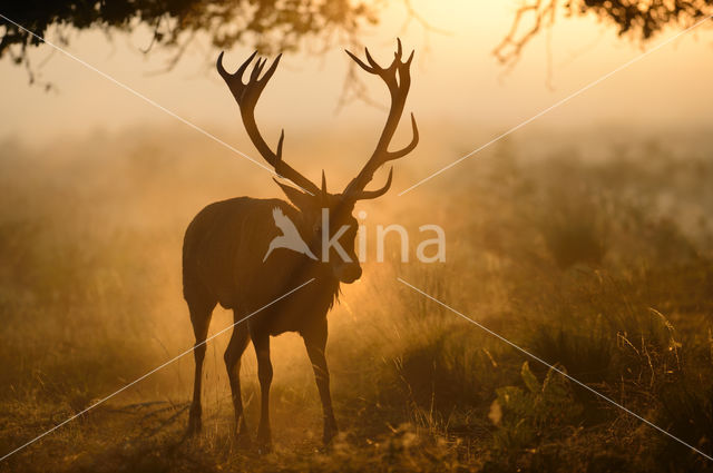 Red Deer (Cervus elaphus)