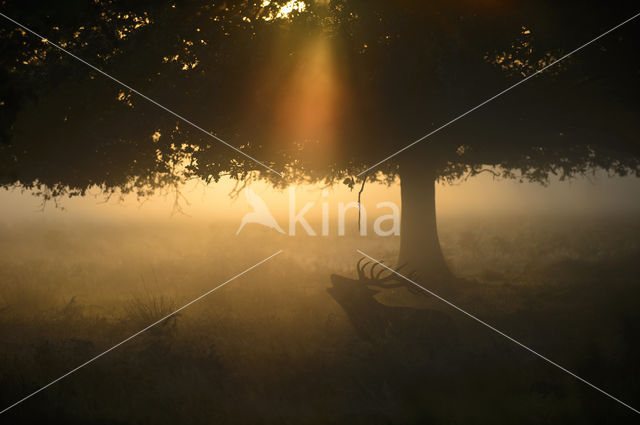 Red Deer (Cervus elaphus)