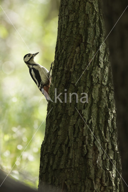 Great Spotted Woodpecker (Dendrocopos major)