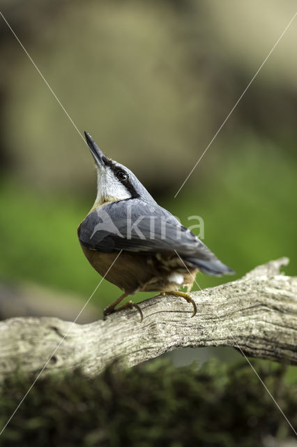 Boomklever (Sitta europaea caesia)