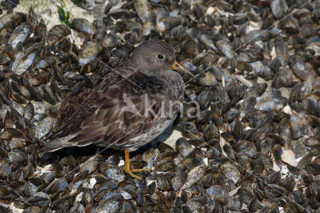 Paarse Strandloper (Calidris maritima)