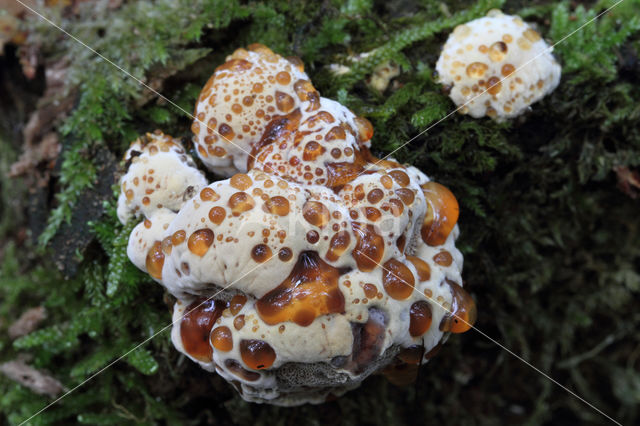 Blushing Rosette (Abortiporus biennis)