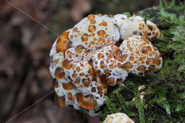 Blushing Rosette (Abortiporus biennis)